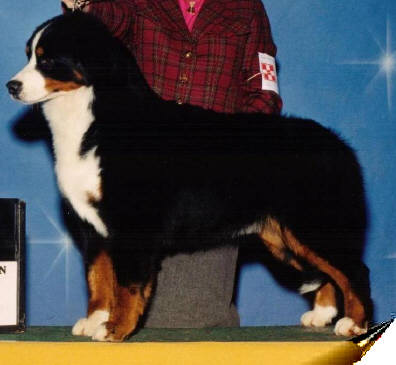 Casmor's Eye of The Storm | Bernese Mountain Dog 