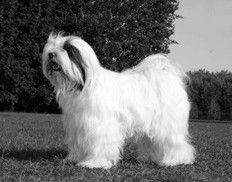 NOEMA VON JILONG | Tibetan Terrier 