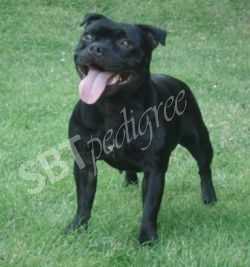 Staffgold Arwen Elfs Princess | Staffordshire Bull Terrier 