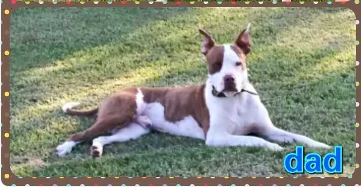 Whiskey Heaven Richard (NKC14-900478735) | American Bulldog 