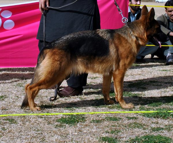 Aska Vom Winner | German Shepherd Dog 