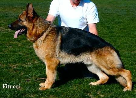 Ondo vom Laacher-Haus | German Shepherd Dog 