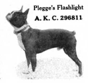 Plegge's Flashlight 296811 vXXXVIII | Boston Terrier 