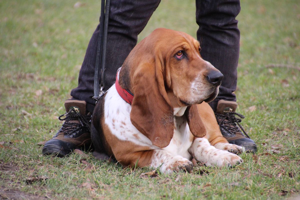 Butterfly Hunter von den Waldelfen | Basset Hound 