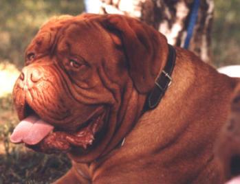 Hooch von Nordniedersachsen | Dogue de Bordeaux 