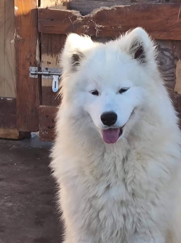 Elsa from Kel'bin treasure-house | Samoyed 