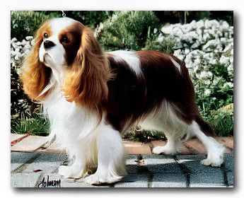 Trirayne alexius the great | Cavalier King Charles Spaniel 