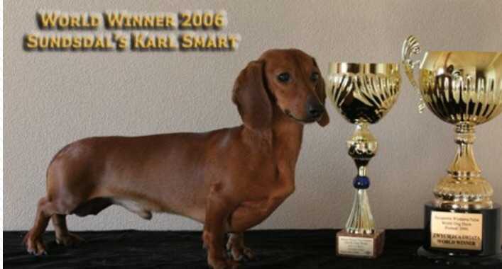 Sundsdal's Karl Smart | Dachshund 