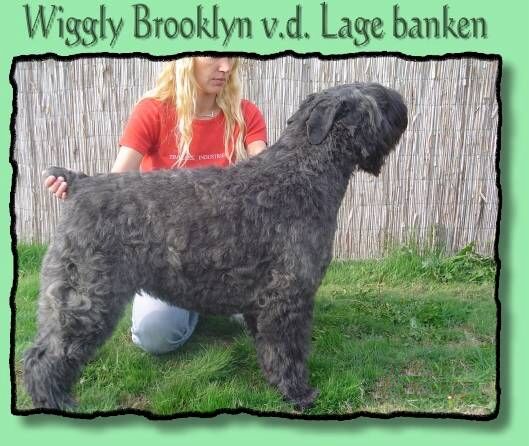 Wiggly Brooklyn v.d. Lage Banken | Bouvier des Flandres 