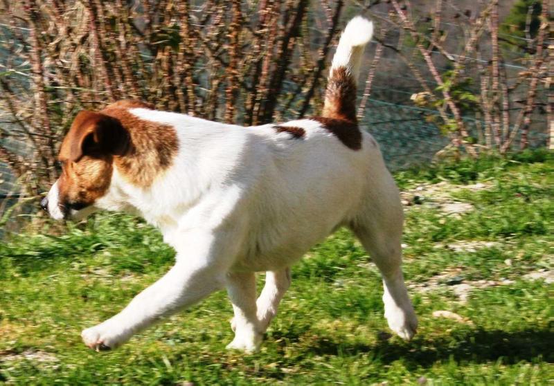 ROYAL DI SAN RUFFINO JACK JENNIFER LOPEZ | Jack Russell Terrier 