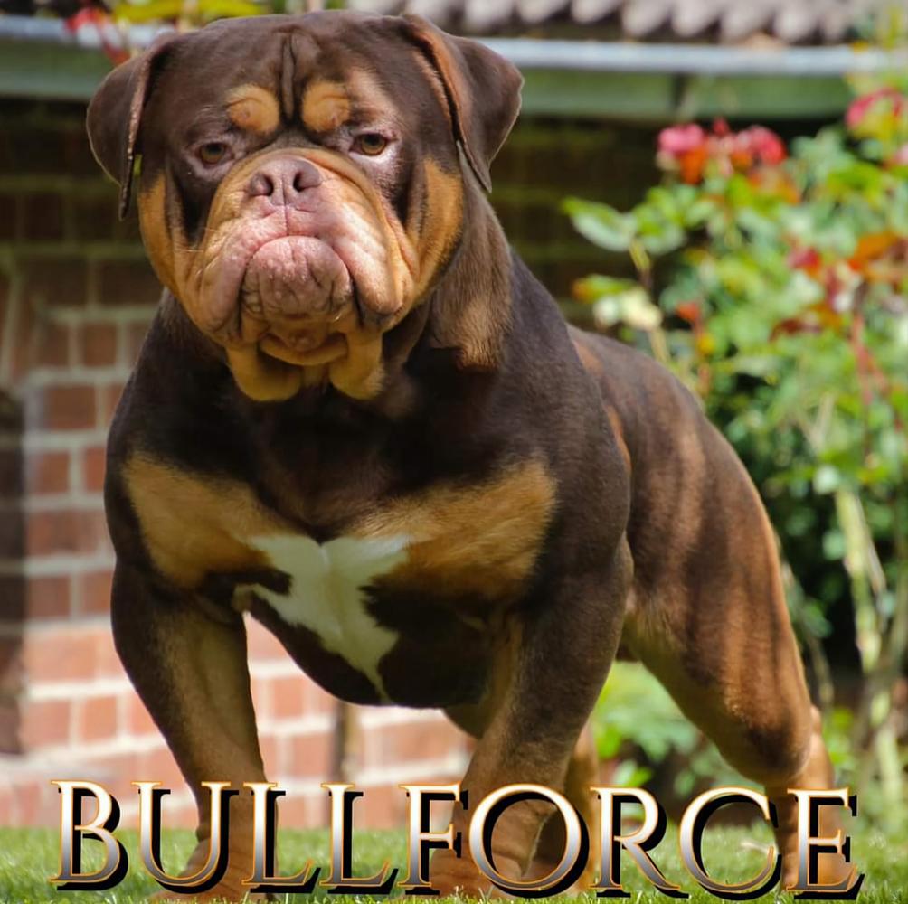 Bullforce Bounty | Olde English Bulldogge 