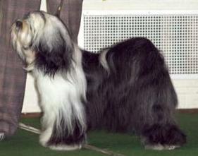 SILGARHI GIMLI | Tibetan Terrier 