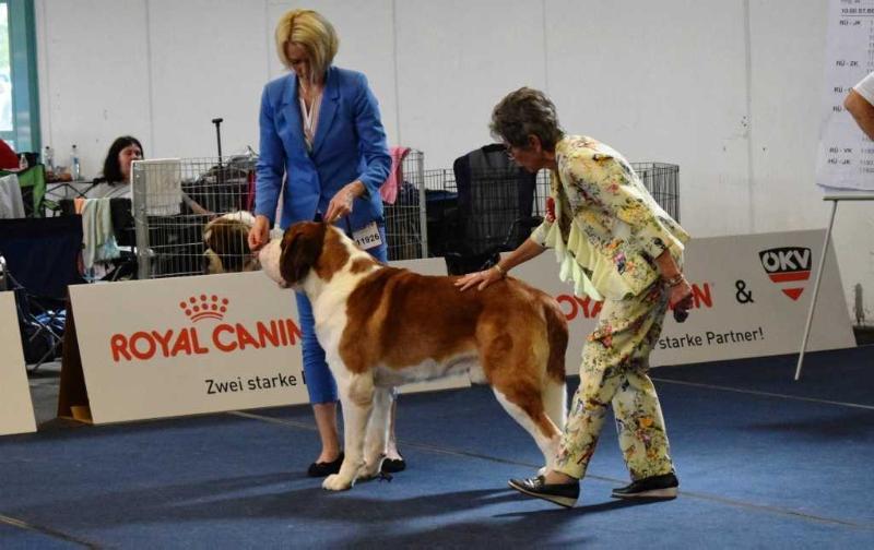 Royal Romeo Wielkopolski Bernardyn | Saint Bernard 