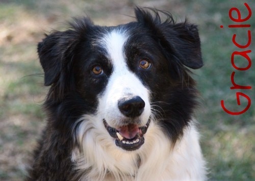 Gracie ABC 253784 | Border Collie 