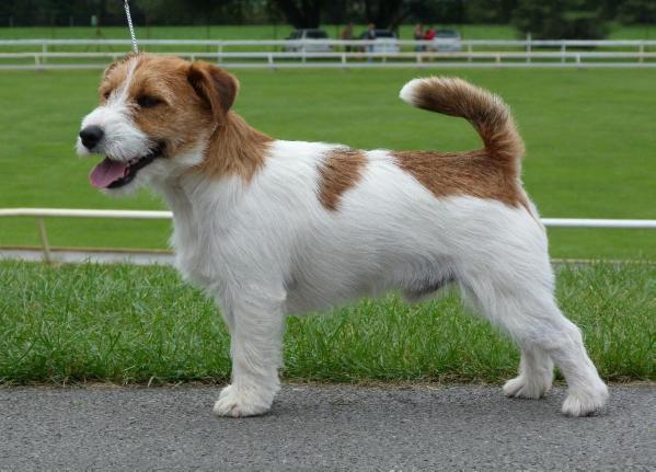 Bentley Bobo Fidlant | Jack Russell Terrier 