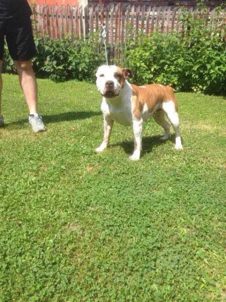 Fedra M'Killkea | American Staffordshire Terrier 