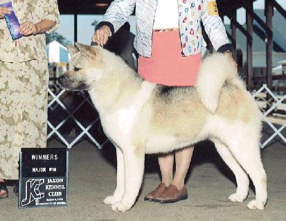 Ringside's Baby Duesenberg | Akita 