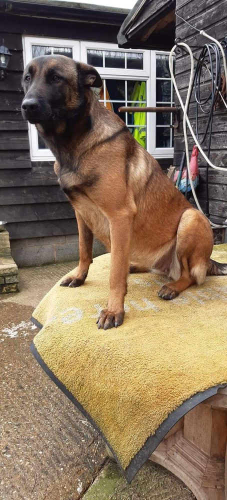 Lejabulls national velvet | Belgian Malinois 