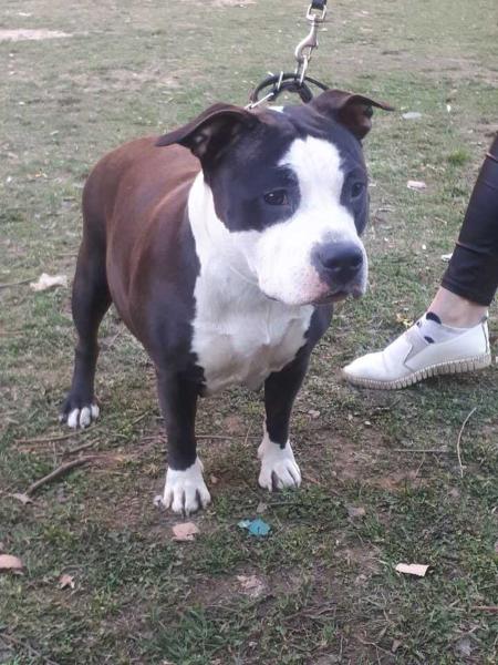 LEGEND REVIVAL CARICA | American Staffordshire Terrier 