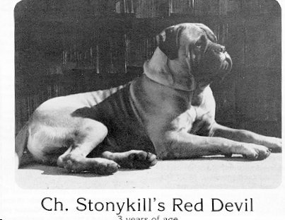 Stonykills Red Devil | Bullmastiff 