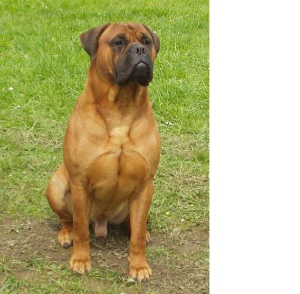 The rock du mont de l'Aigle | Bullmastiff 