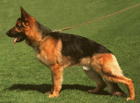 Harrie von Nordsee Sturm | German Shepherd Dog 
