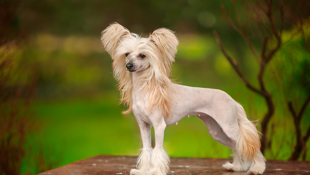 Chinese Crested