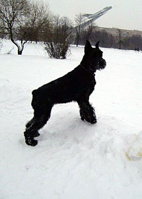 Pleskov's Buena Vista | Giant Schnauzer 