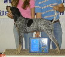 Tree Thumpin Amazing Grace | Bluetick Coonhound 