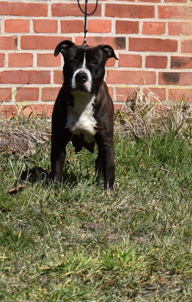 Wings of Pride Ashanti | American Staffordshire Terrier 