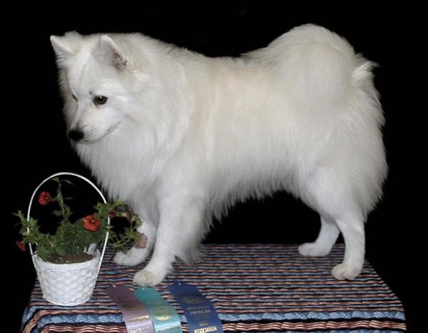 Ask's Whyte-Pinebrook Nikowalk | American Eskimo Dog 