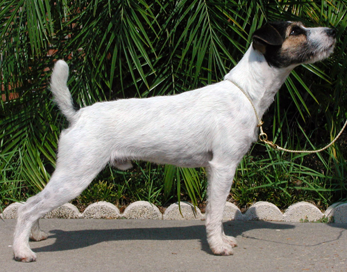 Brockwood Zoom | Jack Russell Terrier 