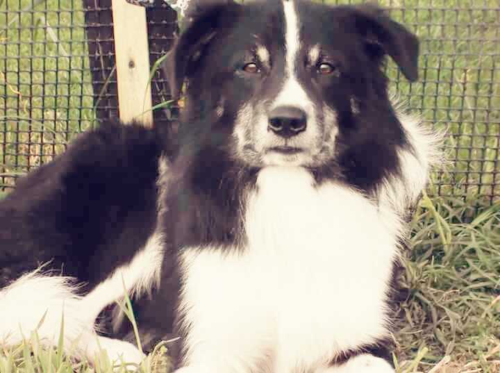 BOSTON VON XAX | Border Collie 