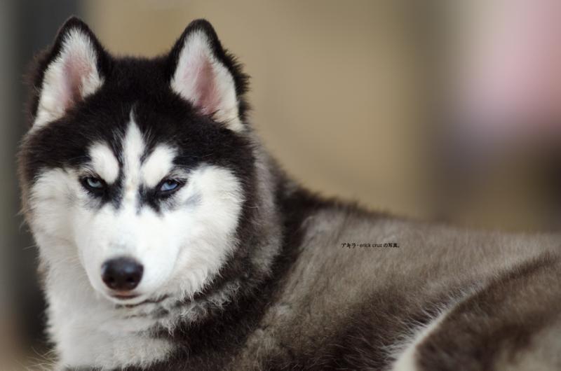 GetDog's Moon Rider | Siberian Husky 