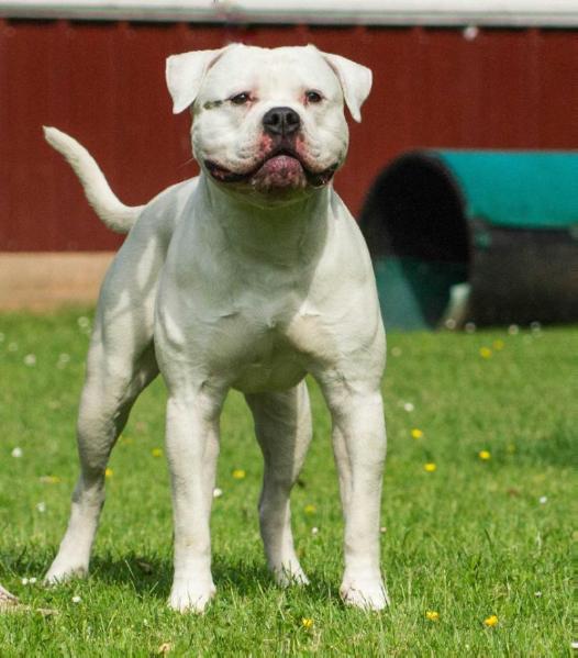 Marvelous Brandon Stark | American Bulldog 