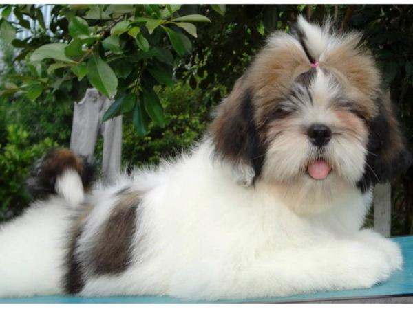 Luma Lilou Simon | Lhasa Apso 