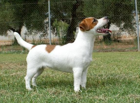 Elis Larky OnLine | Jack Russell Terrier 