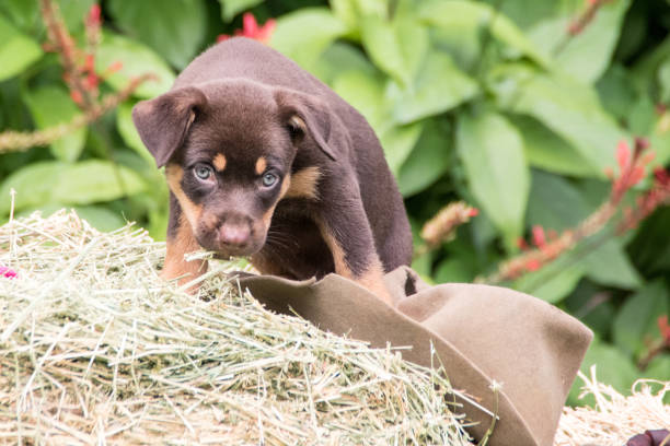 Australian Kelpie