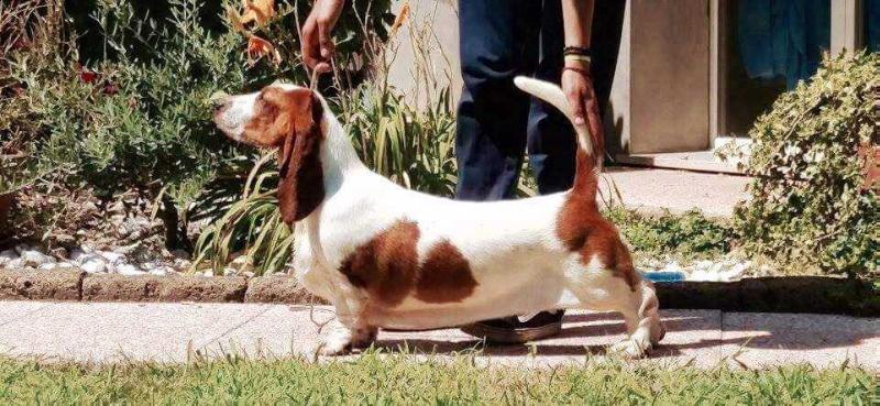 kuorii drusilla the garfield show | Basset Hound 