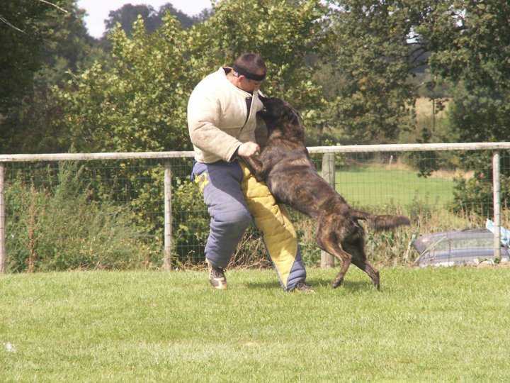 Boukhis II des Crocs de L'Olympe | Dutch Shepherd 