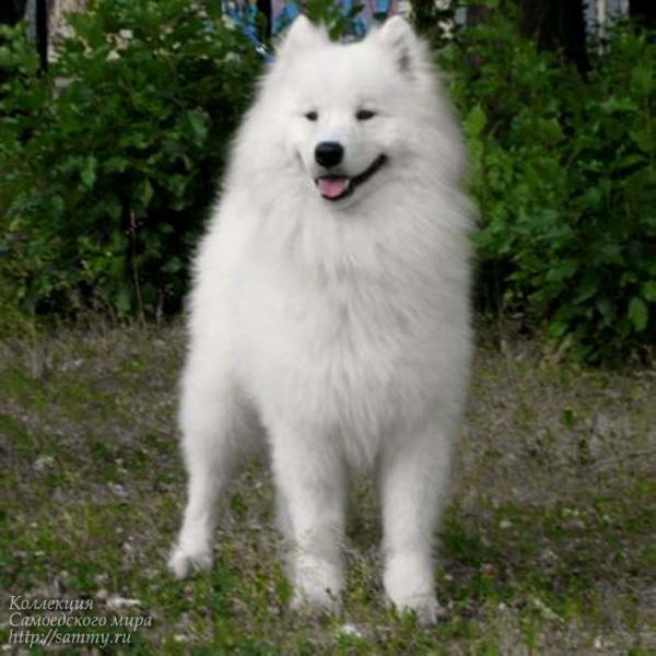 Serenada Severnoy Doliny Romul | Samoyed 