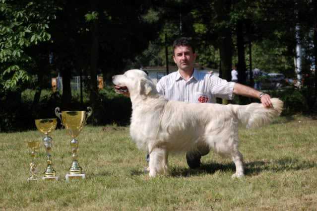 Ser Swanavly Nordic Seal | Golden Retriever 