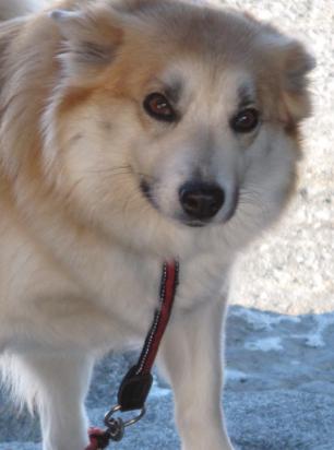 Týra | Icelandic Sheepdog 