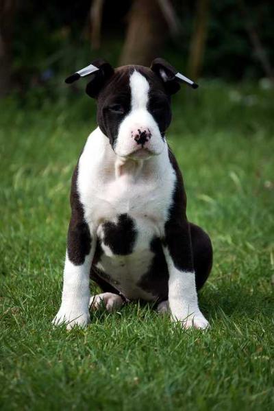 PLCOOLAST Miss Flawless | American Staffordshire Terrier 