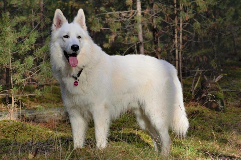 White Dream of Berlin Ayko-King | White Swiss Shepherd Dog 