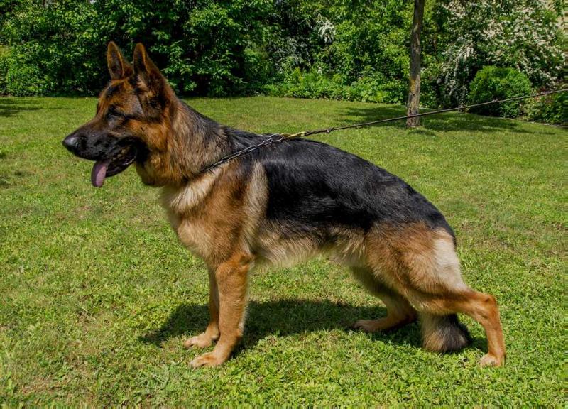 Shicco von der Blöie | German Shepherd Dog 
