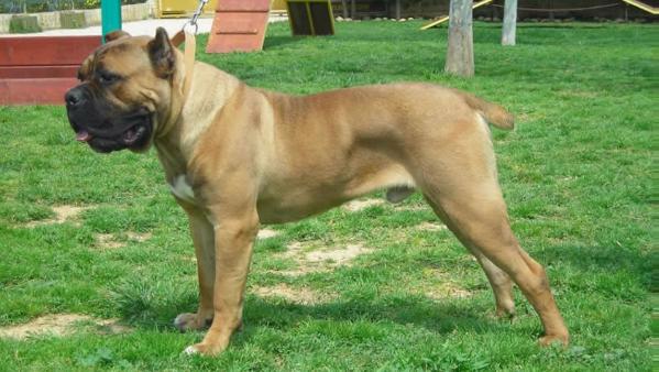 PASSIONE PER CANE CORSO MAO | Cane Corso 