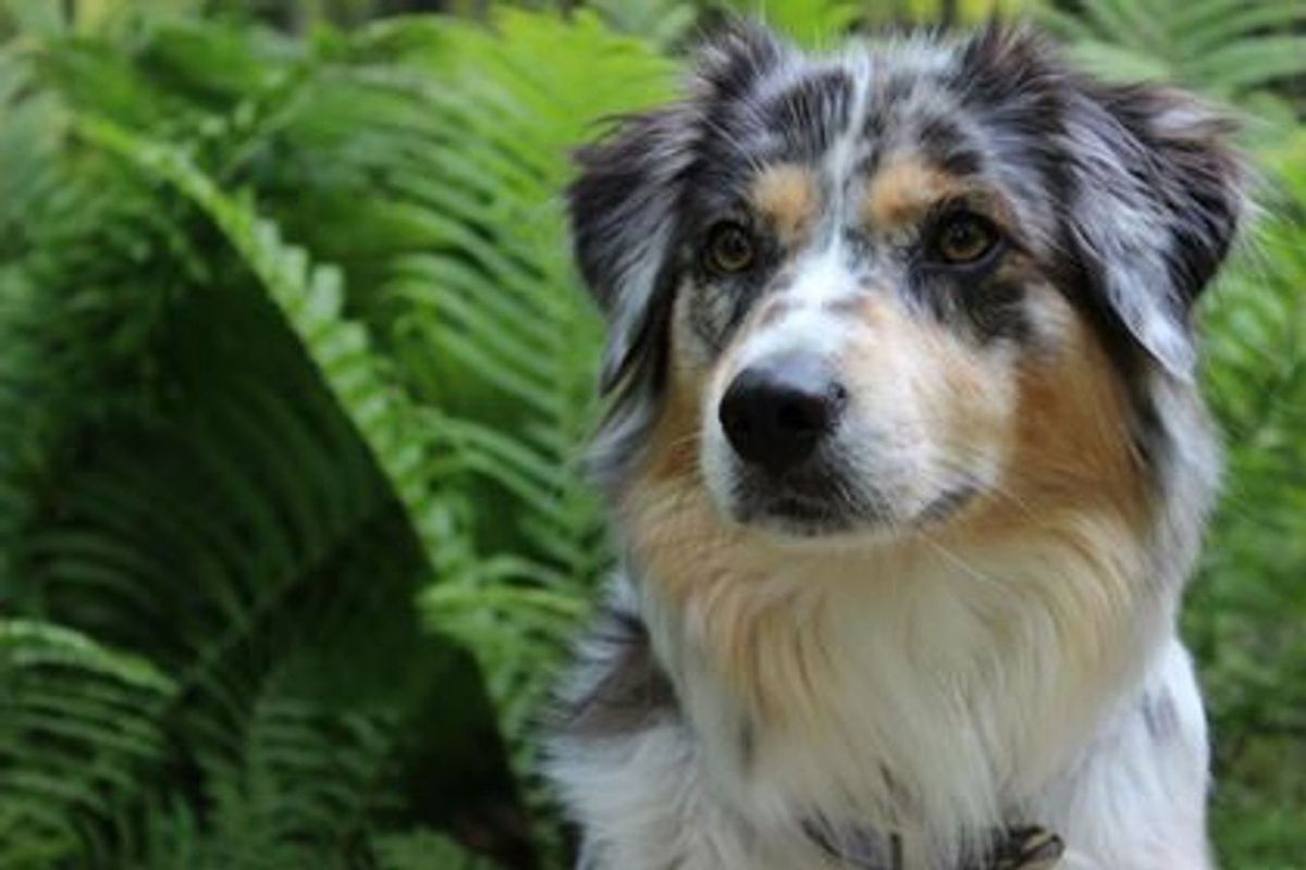 MLJ Piper | Australian Shepherd 