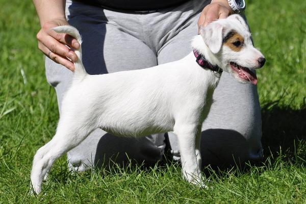 BUFFY Equus | Parson Russell Terrier 