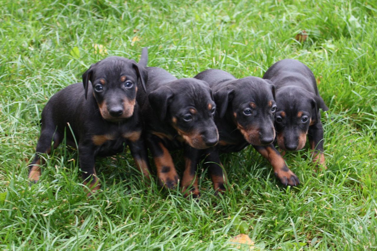 	Manchester Terrier (Toy)